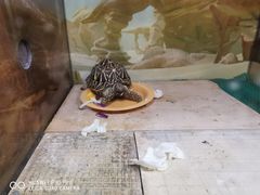 -上海大自然野生昆虫馆(东方明珠·爬宠昆虫探索中心)