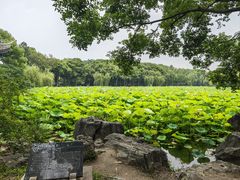 -高子水居