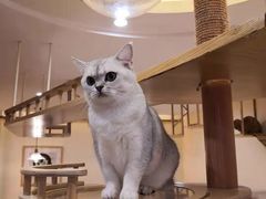 -滚猫咖啡·猫咖·猫友好撸猫(未来城店)