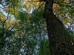 -终南山古楼观历史文化景区