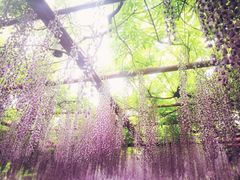 -嘉定紫藤园