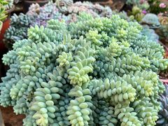 -山菌美食苑(振兴路店)