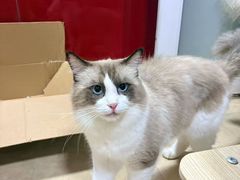 -半岛宠物医院24小时(科华中路店)