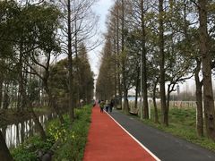 -上海长兴岛郊野公园