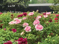 -洛阳市隋唐城遗址植物园