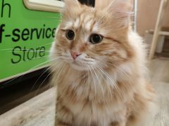 -MOCHA明星猫咖(田子坊店)