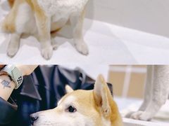 -柴务处·柴犬主题狗咖