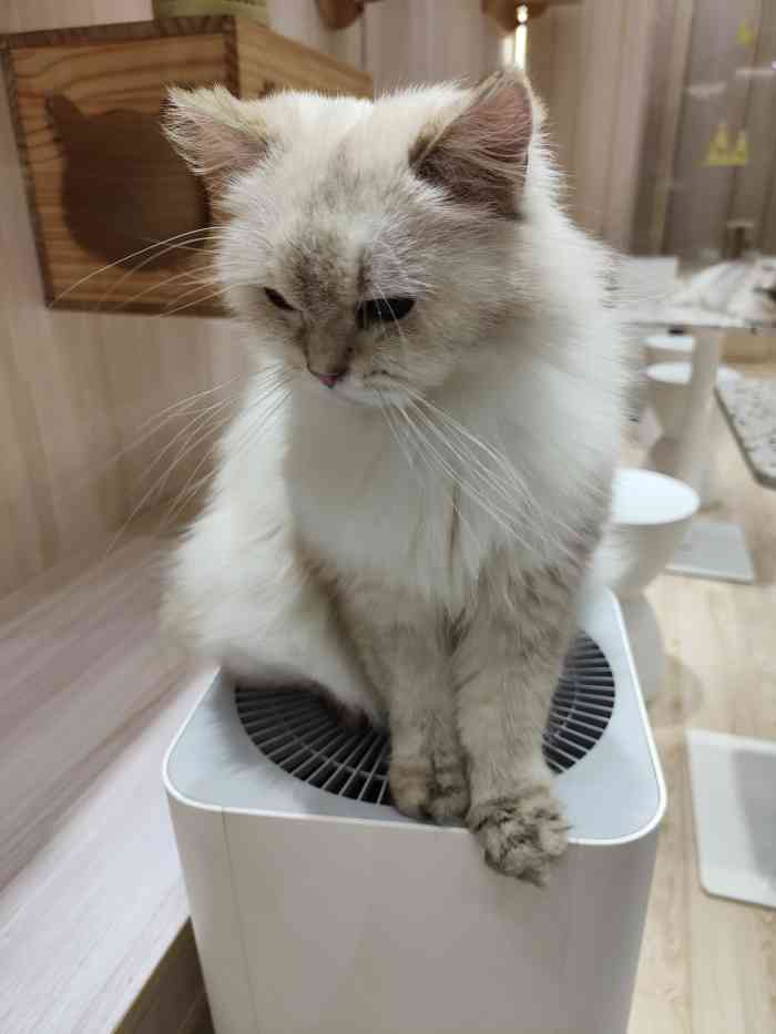 babydoll猫舍工作室(来福士店)-"【项目】其他这家店是个临街的位置