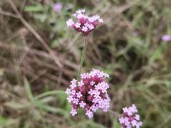 -羊亭河湿地公园