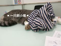 -宠福鑫康馨动物医院·骨科·眼科