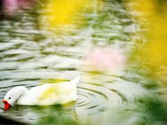 -田园东方蜜桃村的田野营地