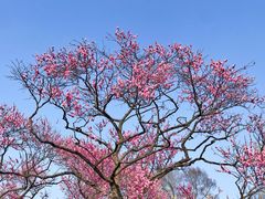 -梅花山(明孝陵内)