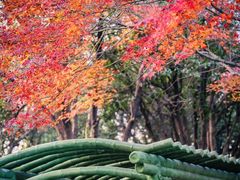 -申粤轩酒楼·三十年粤菜经典(丁香花园店)