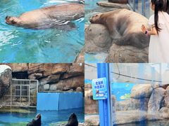 -海合安成都极地海洋公园