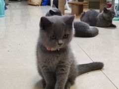 -袖虎宠物(锦绣生态园店)