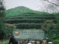 -龙井村