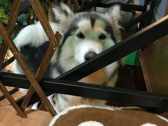 -李小姐の猫咖啡馆(五角场店)