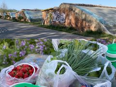 -昌平兴寿秀秀草莓采摘园