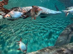 -上海海洋水族馆