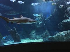 -暹罗海洋世界