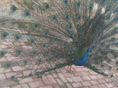 -泉州海丝野生动物世界