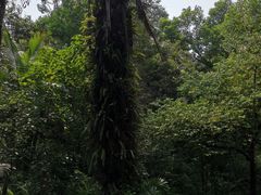 -广西壮族自治区药用植物园