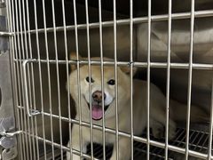 -佳雯宠物医院·皮肤科·内外科(春晓路分院)