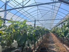 -马陆小张葡萄园农家乐