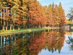 -上海共青森林公园