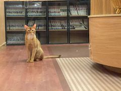 -MOCHA明星猫咖(田子坊店)