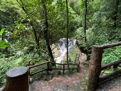 -莫里热带雨林景区