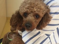 -芭比堂动物医院·犬猫全科·异宠专科(雁塔分院)