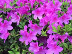 -苹果花园(桂林路店)