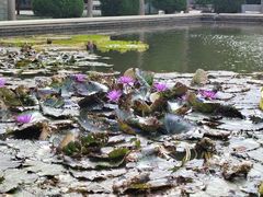 -石家庄市植物园
