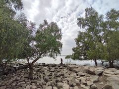 -宝安西湾红树林湿地公园