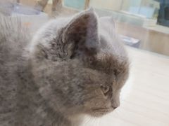 -屋虎猫馆(宝安大仟里店)