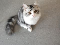 -飞行喵MR PILOT|猫舍·猫咖(静安大融城店)
