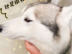 -星多哈·狗咖·拼豆·咖啡