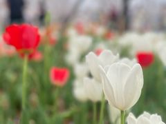 -东湖磨山景区樱花园-停车场