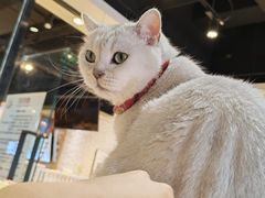 -藏猫猫咖啡主题馆(中央大道店)