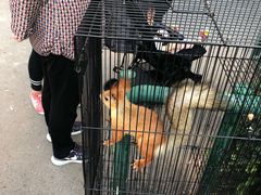-曲阳花鸟市场(曲阳路店)