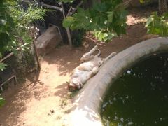 -西霞口神雕山野生动物世界