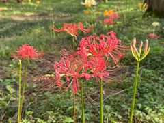 -黄海国家森林公园