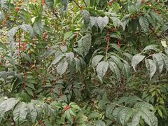 -黑龙江省森林植物园