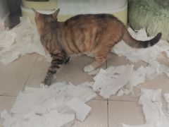 -艾贝尔宠物医院·24H转诊中心·肿瘤猫专科(江宁双龙店)