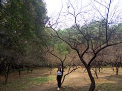 -武汉大学-樱园
