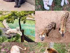 -西霞口神雕山野生动物世界