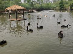 -溱湖国家湿地公园