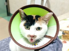 -动物缘宠物医院·骨科·猫科(西二环店)