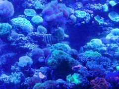 -太平洋海底世界